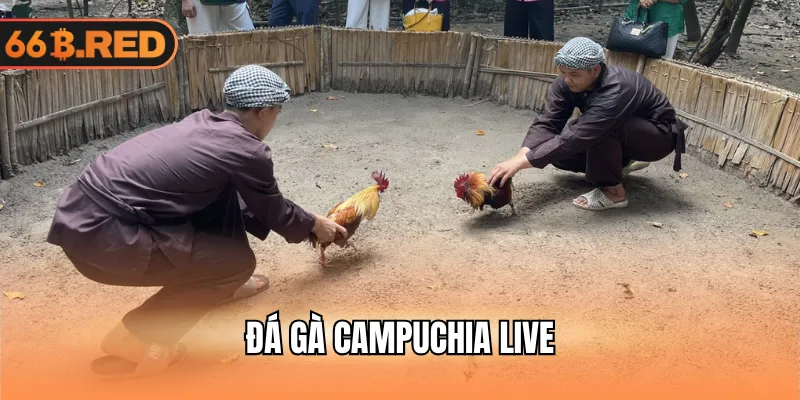 Đá gà campuchia live