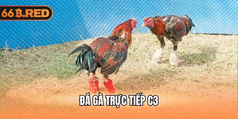 Đá gà trực tiếp c3