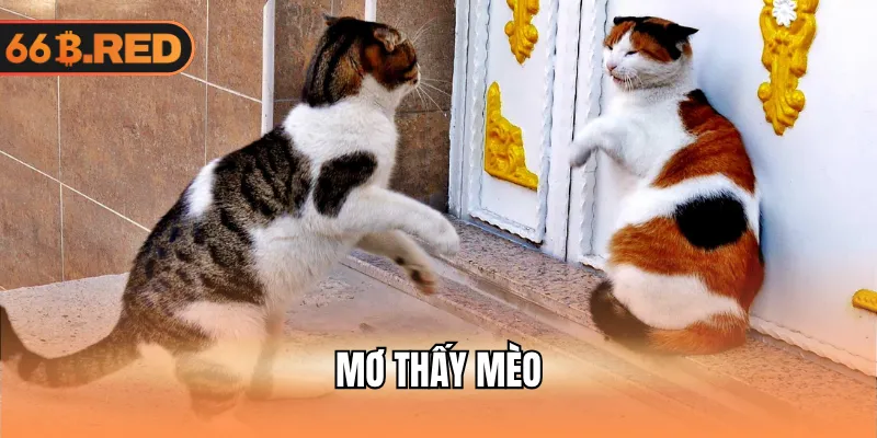 Mơ thấy mèo